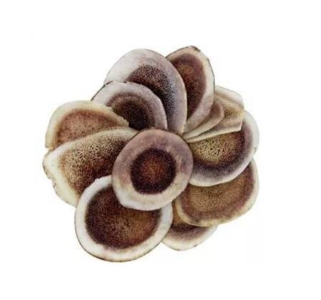 鹿茸(馬鹿) Cervi Cornu Pantotrichum